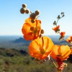 Saguaro Cactus Flowers