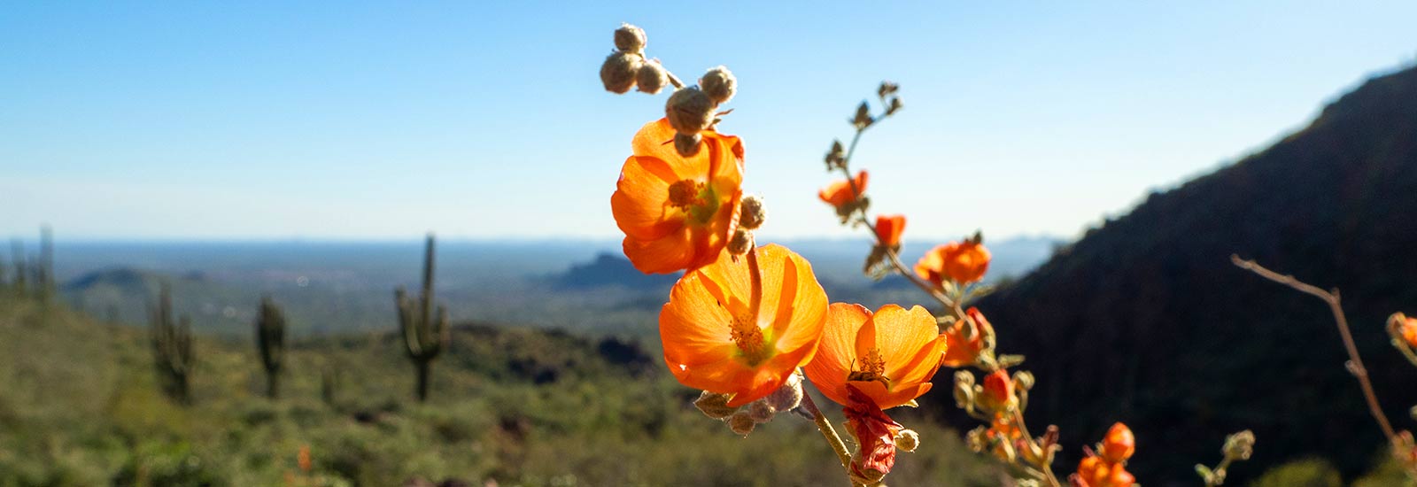 Saguaro Cactus Flowers